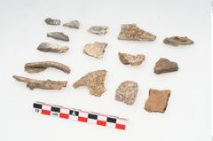 Foto von Leichenbrand (NHMW-PRAE-002242)